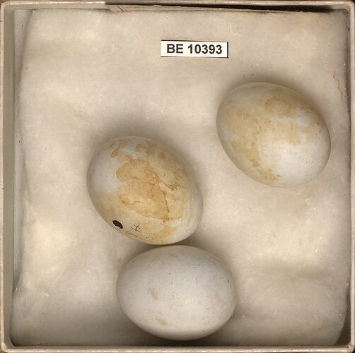 Three bird eggs with specimen labels in box.