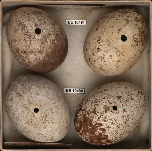 Four bird eggs with specimen labels in box.