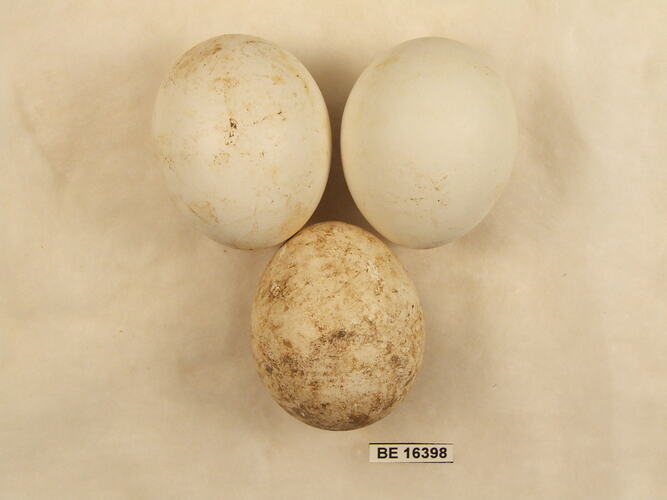 Three bird eggs with specimen label.