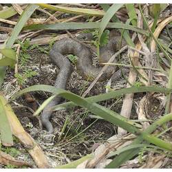 Dark snake curled up among plants.