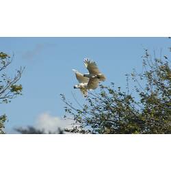 Two flying white birds against blue sky.