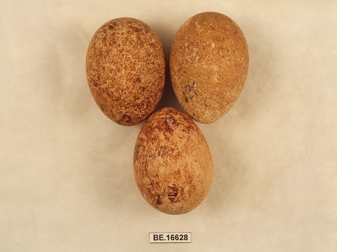 Three bird eggs with specimen label.