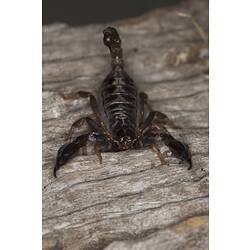 Chunky black scorpion on bark.