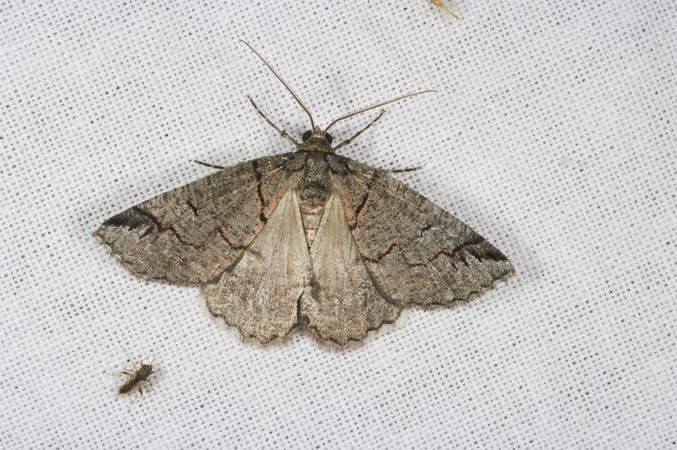 Order Lepidoptera, moth. Grampians National Park, Victoria.