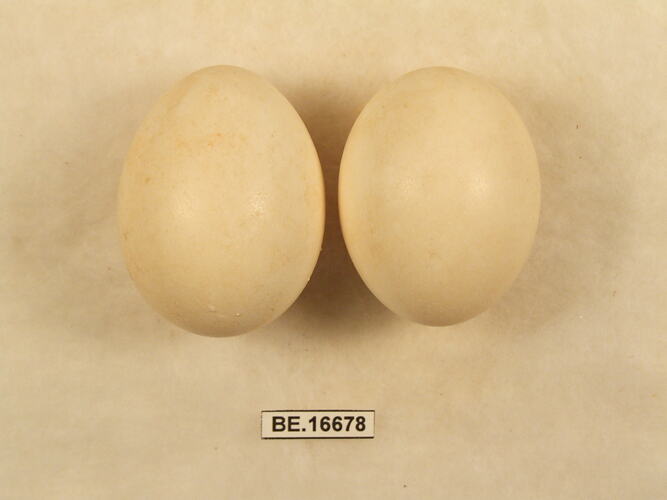 Two bird eggs with specimen label.