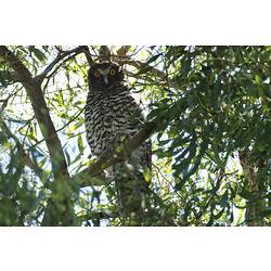 <em>Ninox strenua</em>, Powerful Owl
