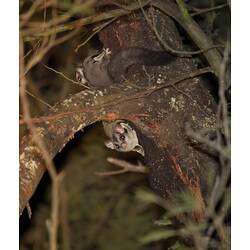 Two sugar gliders climbing around a branch at night.
