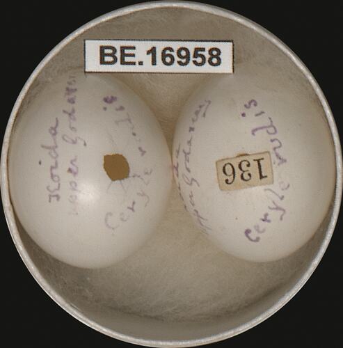 Two bird eggs with specimen label in round box.