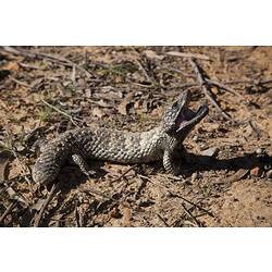 <em>Tiliqua rugosa</em>, Shingle-back Lizard. Grampians National Park, Victoria.