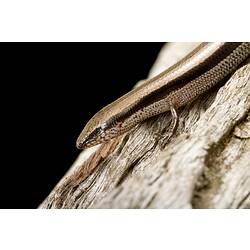 Brown striped lizard with cream belly on wood.