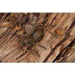 Brown spider, banded legs, black dots on abdomen.
