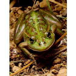 Dorsal view of green frog with brown markings.