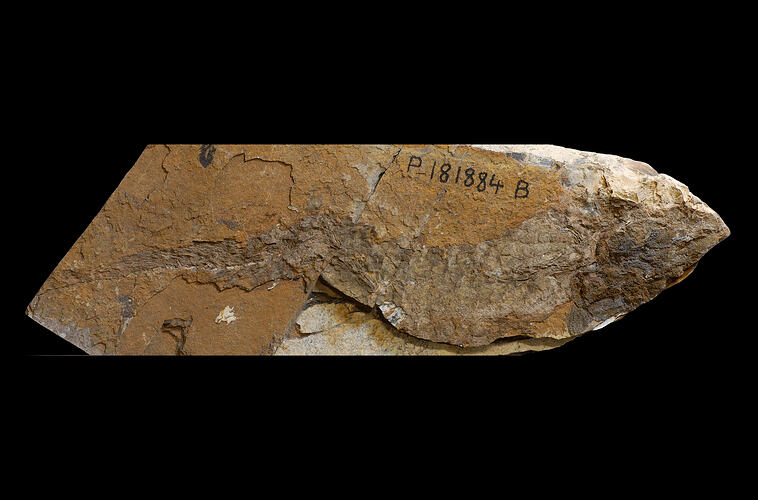 Fossil fish specimen.