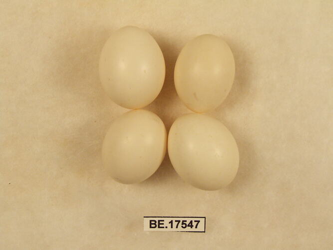 Four bird eggs with specimen label.