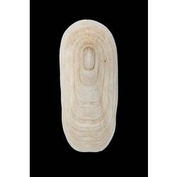 <em>Scutus (Scutus) antipodes</em>, Elephant Snail, shell.  Registration no. F 178971.