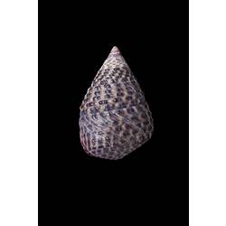 <em>Thalotia conica</em>, Conical Top Shell, shell.  Registration no. F 178327.