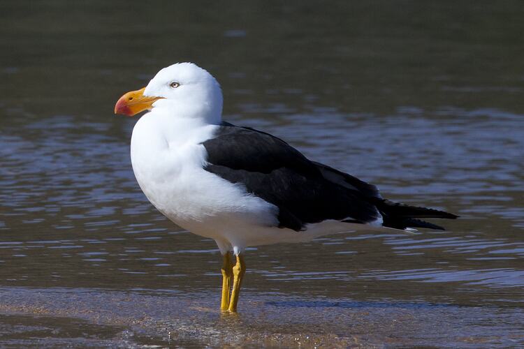 Pacific Gull standing in shallow water