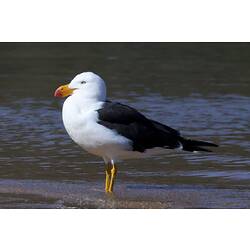 <em>Larus pacificus</em>, Pacific Gull