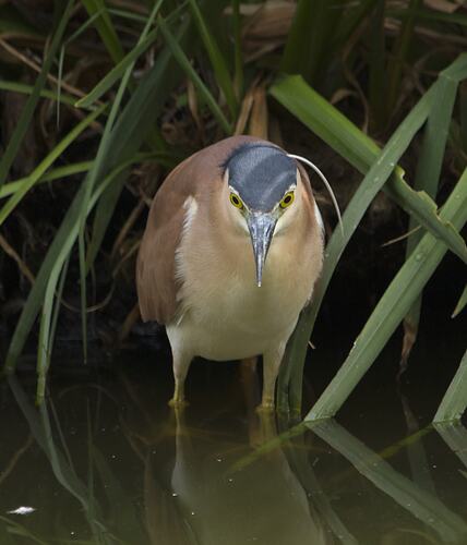 A Nankeen Night Heron standing in shallow water, breeding plumage visible
