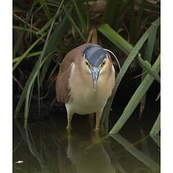 A Nankeen Night Heron standing in shallow water, breeding plumage visible