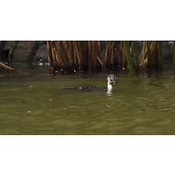 <em>Microcarbo melanoleucos</em>, Little Pied Cormorant. Carlton Gardens, Melbourne, Victoria.