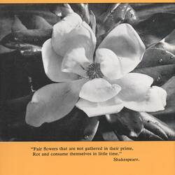 Pamphlet - Kodak Australasia Pty Ltd, Customer Service Pamphlet, 'Tips for Better Flower Pictures', 1969