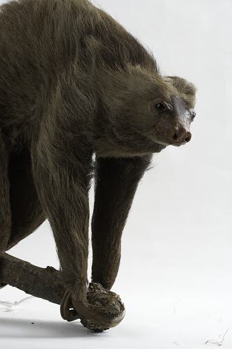 Taxidermied Sloth specimen mounted on branch.