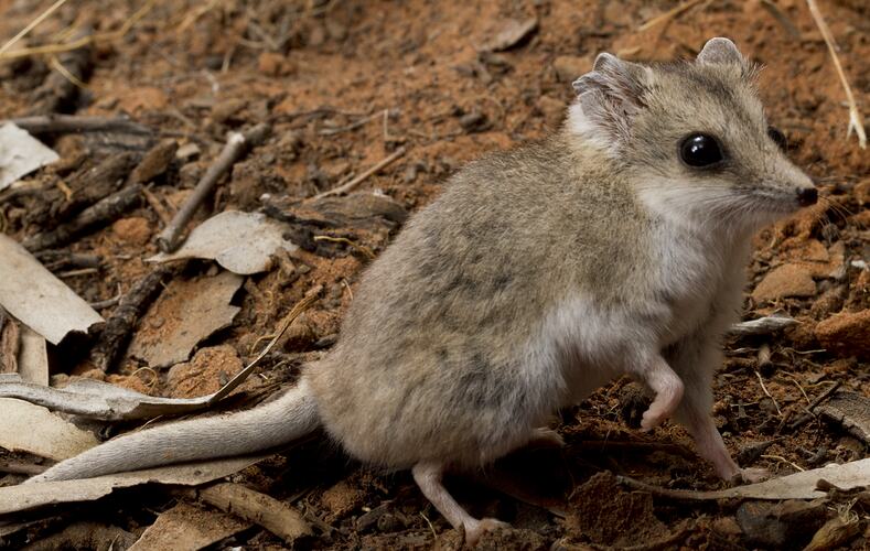 Cream-brown dunnart, posed on dirt, front-right paw up.