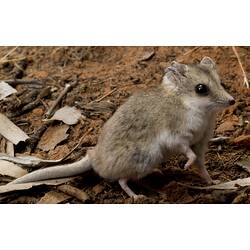 Cream-brown dunnart, posed on dirt, front-right paw up.