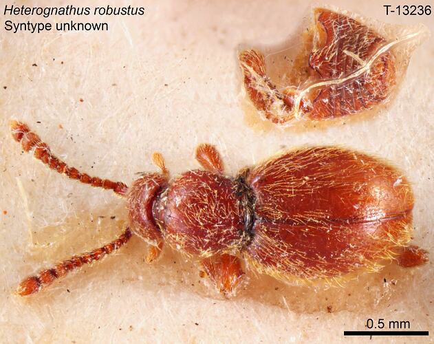 Beetle specimen, dorsal view.