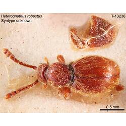 Beetle specimen, dorsal view.