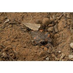 Orange and brown frog mostly buried under the soil surface.