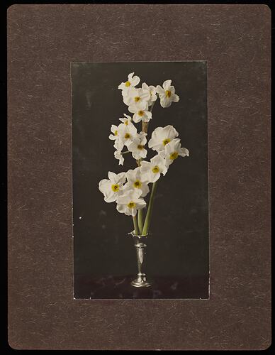 Still life of white daffodil flowers in a metal vase.