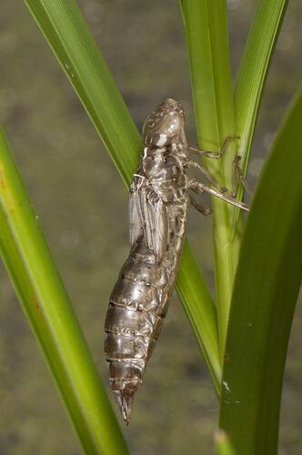 Dragonfly larva on grass stem.