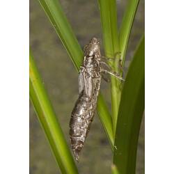 Dragonfly larva on grass stem.