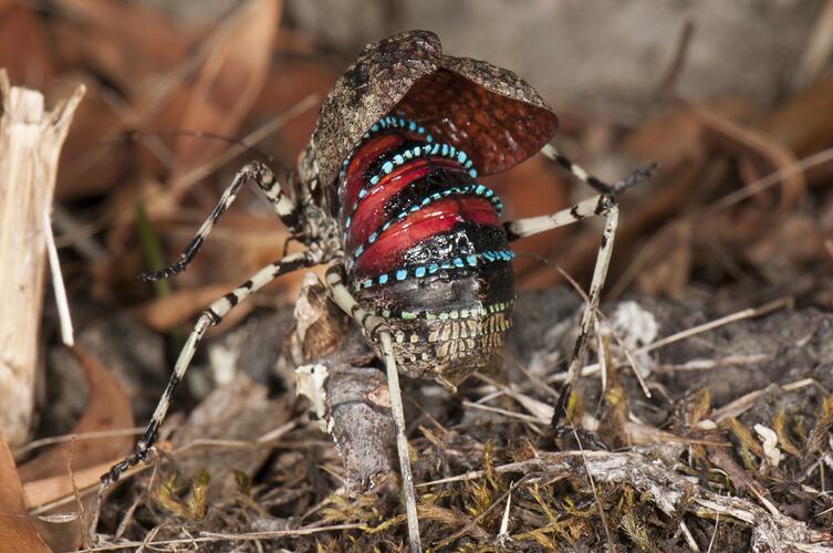 Mountain Katydid, wings raised showing colourful abdomen.