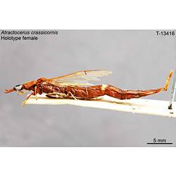 Beetle specimen, female, lateral view.