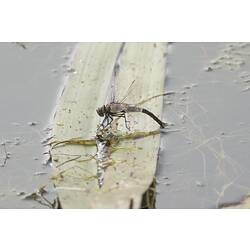 Dark dragonfly on leaf in water, tail poking into the water to lay eggs.