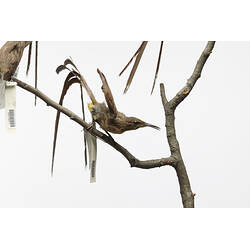 <em>Promerops cafer</em>, Cape Sugarbird. [25899]