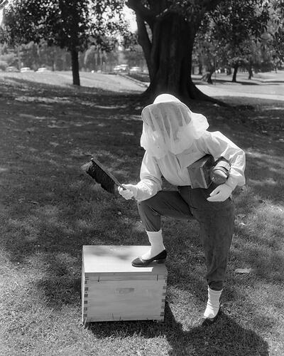 Woman Wearing Bee Keeping Suit, Victoria, 30 Dec 1959