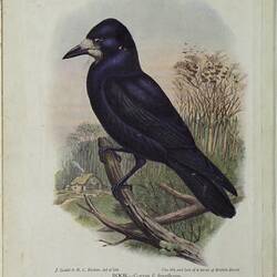 Back cover of a diary showing a black bird and printed text.