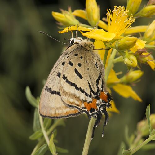 Cream buttefly with black stripes and orange spot hanging from yellow flower.