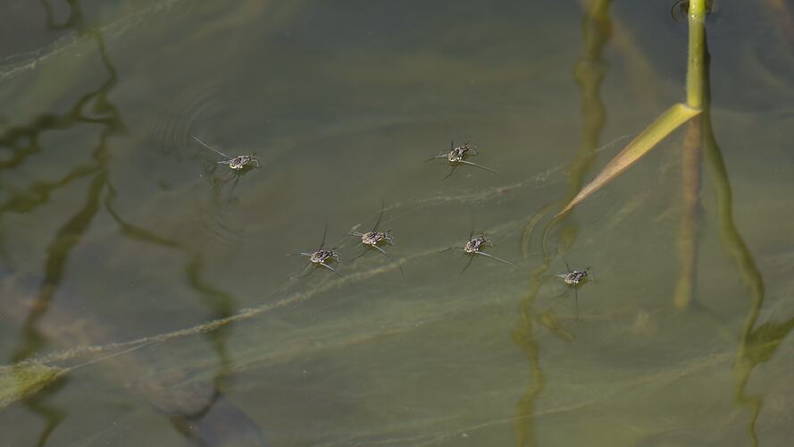 Six water striders clustered on stream surface near plants.