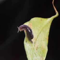 Purple slug on edge of green leaf.