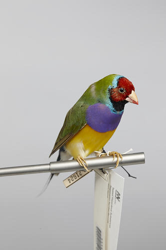 Small colourful bird specimen mounted on branch.