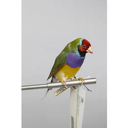 Small colourful bird specimen mounted on branch.