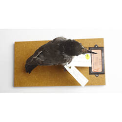 Grey and white bird specimen mounted on perch, viewed from above.