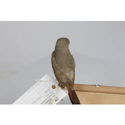 Mottled grey bird speicmen with red face, rear view.