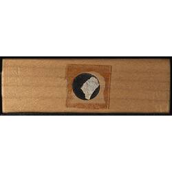 Underside of wooden microslide containing bryozoan specimen,