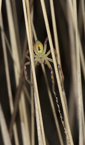 <em>Neosparassus</em> sp., huntsman spider. Budj Bim Cultural Heritage Landscape, Victoria.